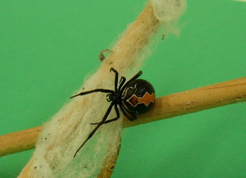 white tail spider bites pictures. Deadly Spider Bites Man –