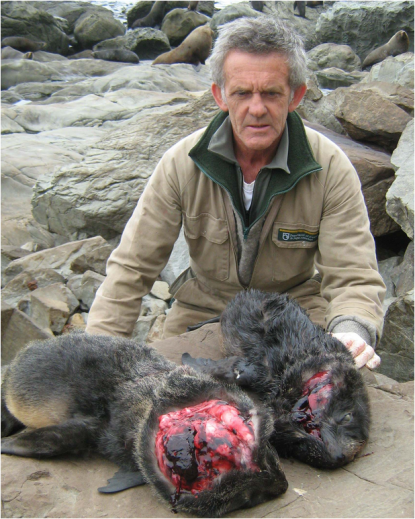 Seals killed Ohau Point